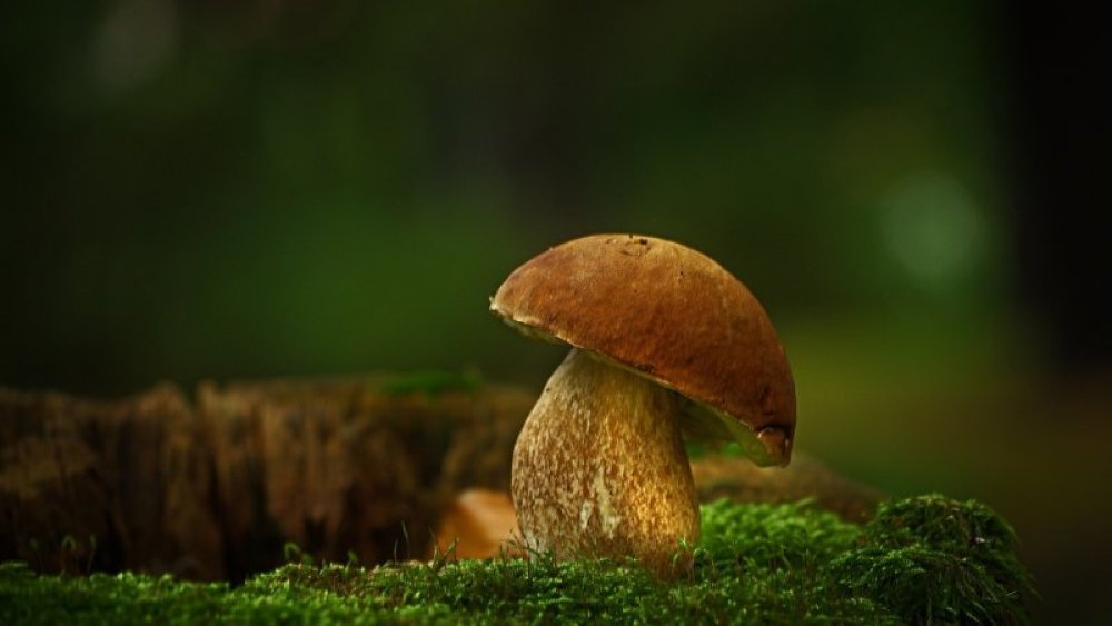 Septembrie este luna pentru culegătorii de ciuperci